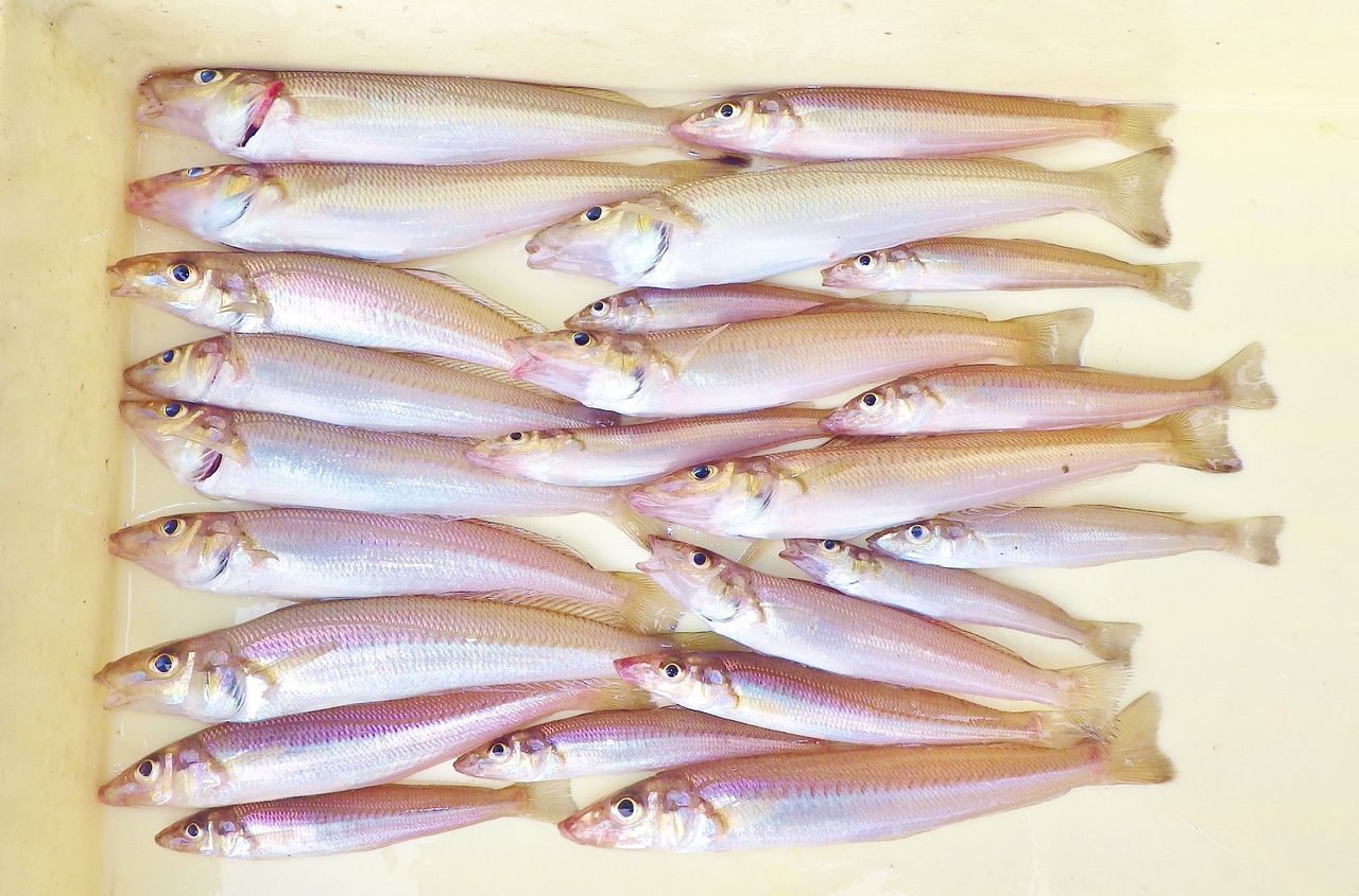 一人でキス23匹 A キス釣りの外道にはアマギやニロギ キビレチヌなども 竹村貸舟店 高知県 浦ノ内湾 宇佐 須崎市横浪半島沖の船釣り 釣果情報 ブログ