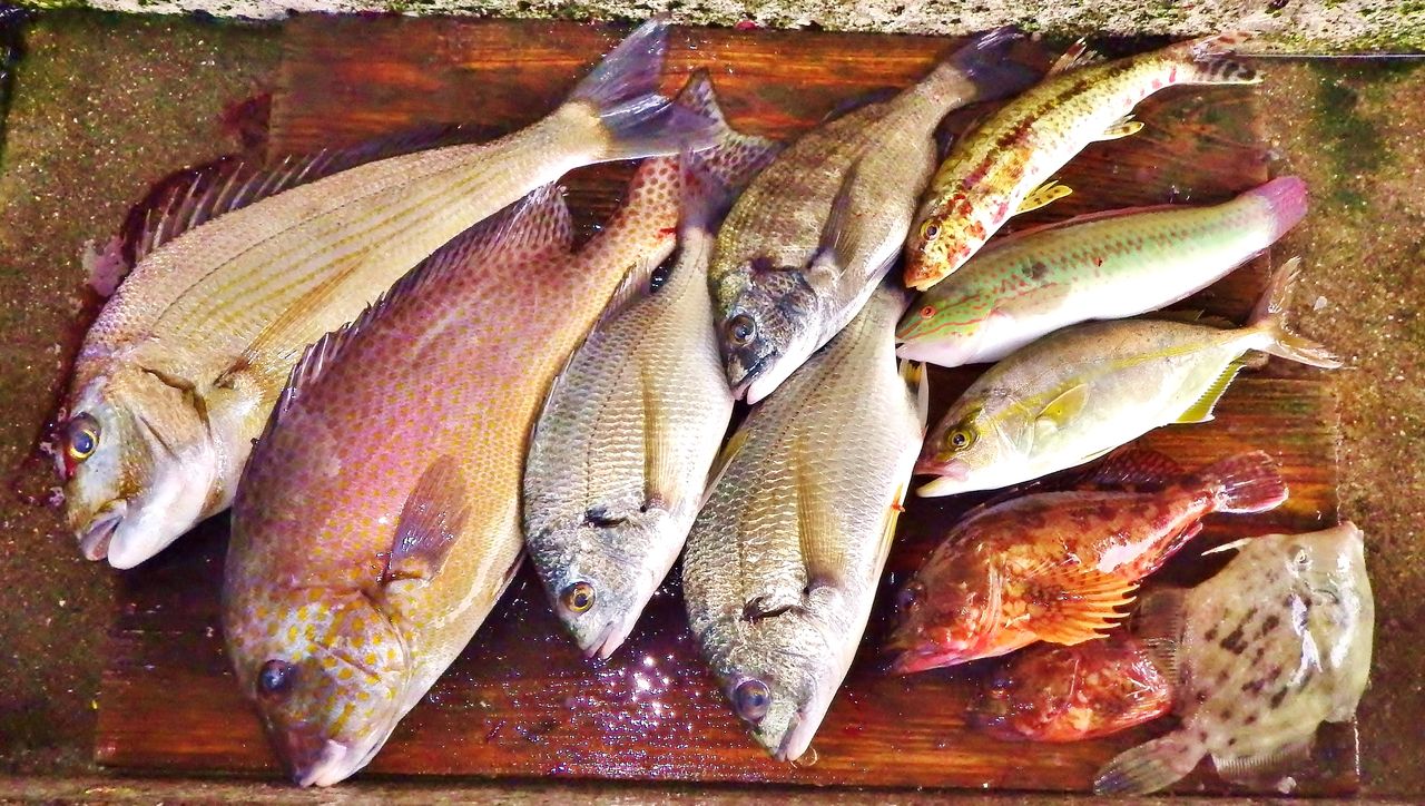 巨大イトヒキアジと30分の激闘 竹村貸舟店 高知県 浦ノ内湾 宇佐 須崎市横浪半島沖の船釣り 釣果情報 ブログ