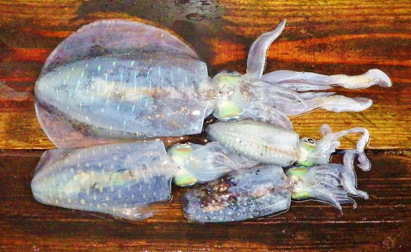 IMGP7525