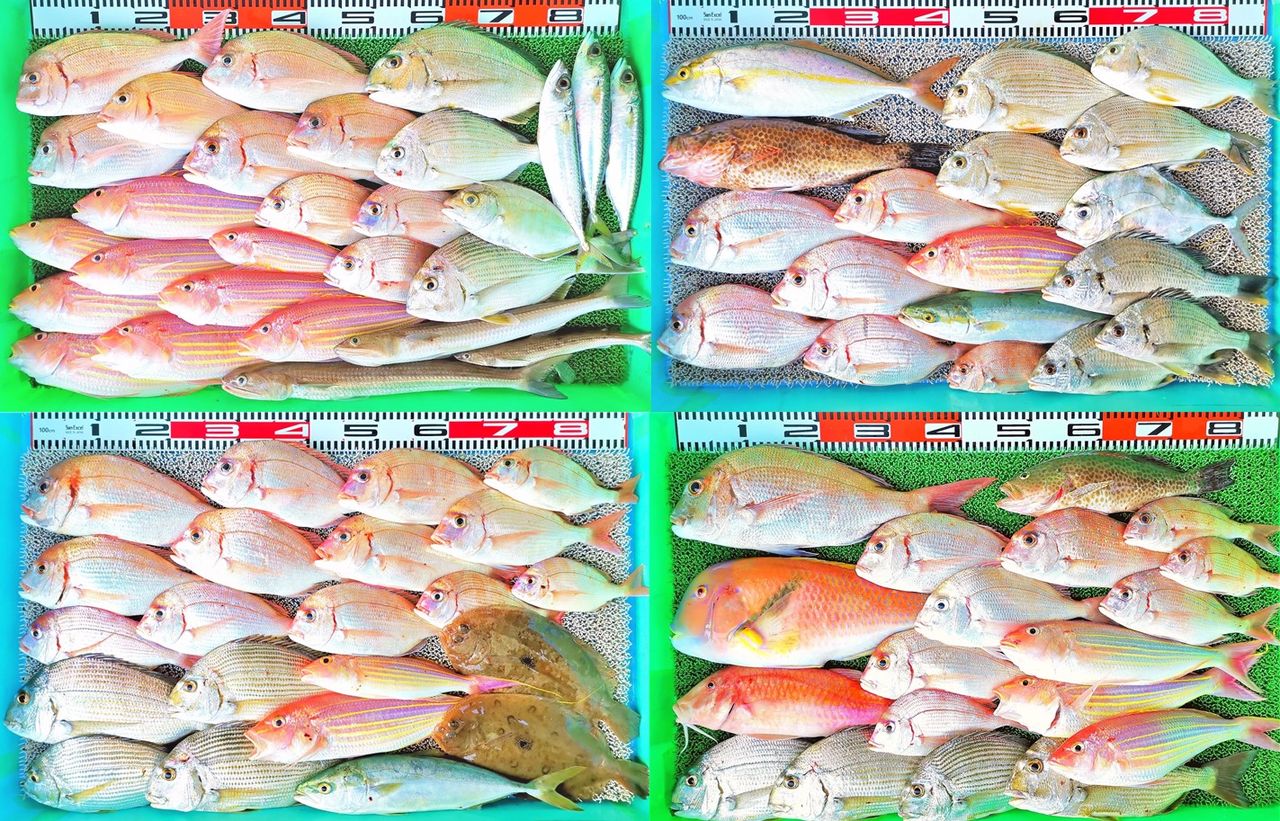 今が旬のチダイ多数 イトヨリやヒョウゴも好調 竹村貸舟店 高知県 浦ノ内湾 宇佐 須崎市横浪半島沖の船釣り 釣果情報 ブログ