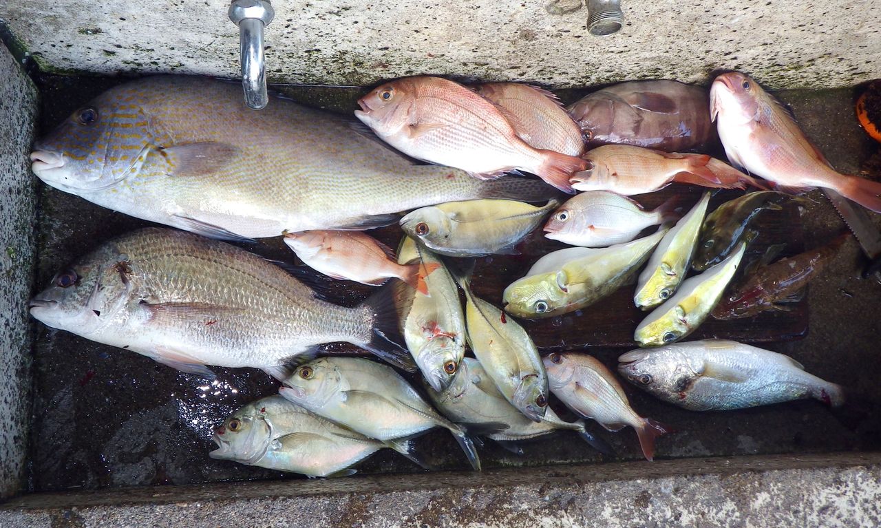 魚種が豊富な浦ノ内湾のエバの記録は50cm 1kg 竹村貸舟店 高知県 浦ノ内湾 宇佐 須崎市横浪半島沖の船釣り 釣果情報 ブログ