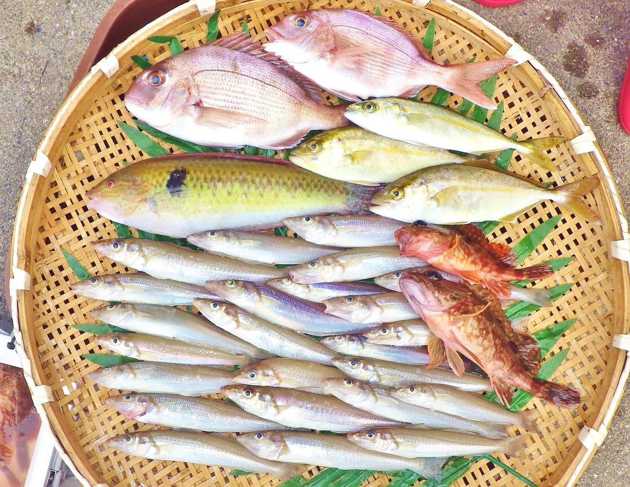 ハイカラ釣りで50cm超の良型マダイやヒョウゴ チヌ キスは4人で半日で85匹 竹村貸舟店 高知県 浦ノ内湾 宇佐 須崎市横浪半島沖の船釣り 釣果情報 ブログ