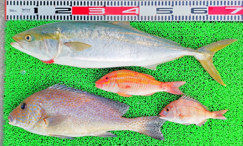 IMG_20241112_151719_edit_86858479489870