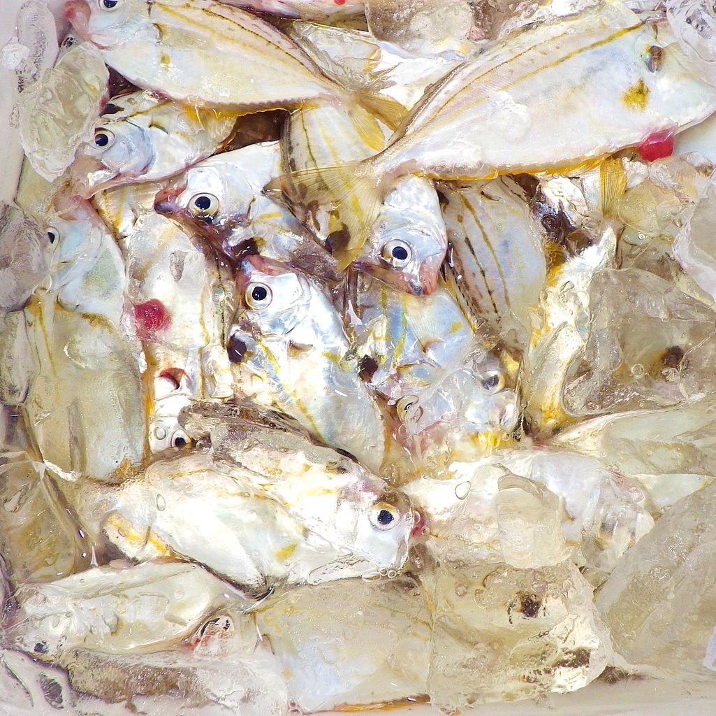 最高にお手軽で美味しい魚 ニロギ が大漁 竹村貸舟店 高知県 浦ノ内湾 宇佐 須崎市横浪半島沖の船釣り 釣果情報 ブログ 最高にお手軽で美味しい魚 ニロギ が大漁 竹村貸舟店 高知県 浦ノ内湾 宇佐 須崎市横浪半島沖の船釣り 釣果情報 ブログ
