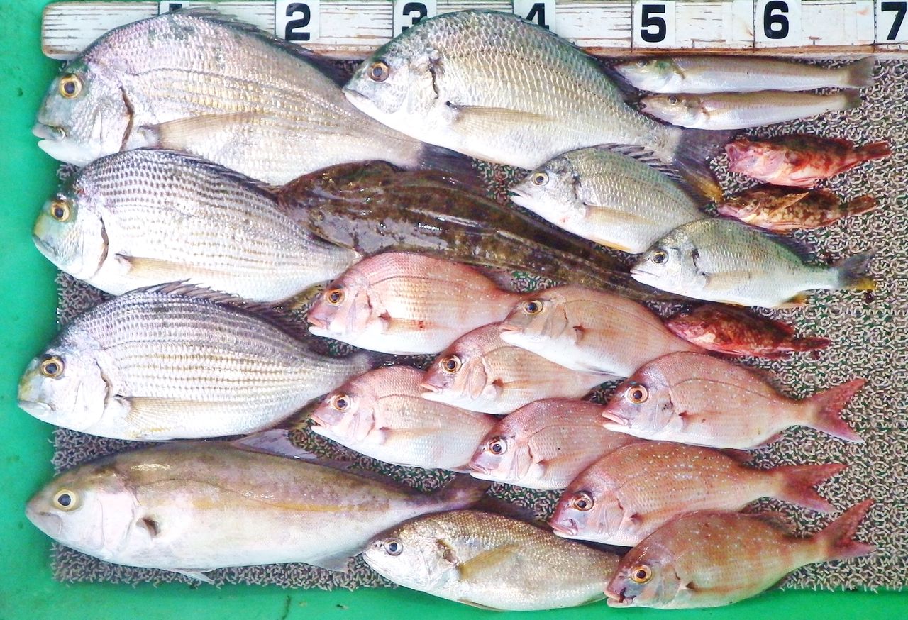 ロクマル ナナマル良型マダイ キスは3人で匹 久しぶりの釣りで好釣果続々 竹村貸舟店 高知県 浦ノ内湾 宇佐 須崎市横浪半島沖の船釣り 釣果情報 ブログ ロクマル ナナマル良型マダイ キスは3人で匹 久しぶりの釣りで好釣果続々 竹村貸舟店 高知県 浦ノ内湾 宇佐 須崎市横浪半島沖の船釣り 釣果情報 ブログ