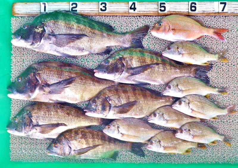 IMGP3877