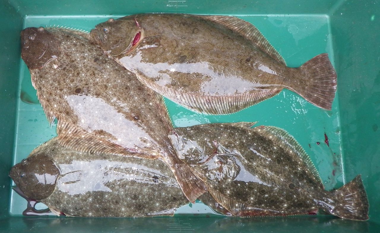 ヒラメ釣果特集 今シーズンはヒラメの当たり年 仕掛け 釣り方 竹村貸舟店 高知県 浦ノ内湾 宇佐 須崎市横浪半島沖の船釣り 釣果情報 ブログ