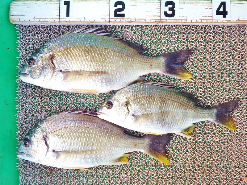 IMGP1093