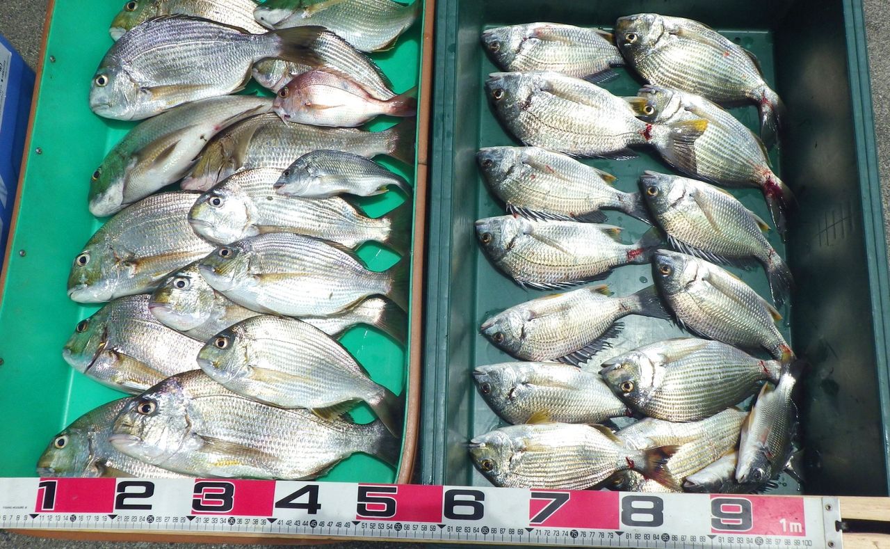 15年5月31日 釣果 ブッコミのチヌ ヒョウゴ絶好調 1人で30匹 竹村貸舟店 高知県 浦ノ内湾 宇佐 須崎市横浪半島沖の船釣り 釣果情報 ブログ