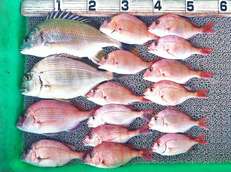 IMGP3591