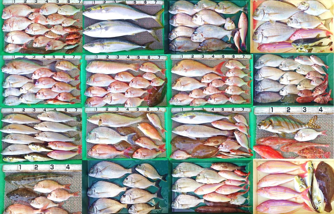 超高級魚シロアマダイ 良型真鯛 ブリ メジロ オオニベ 良型続出 竹村貸舟店 高知県 浦ノ内湾 宇佐 須崎市横浪半島沖の船釣り 釣果情報 ブログ