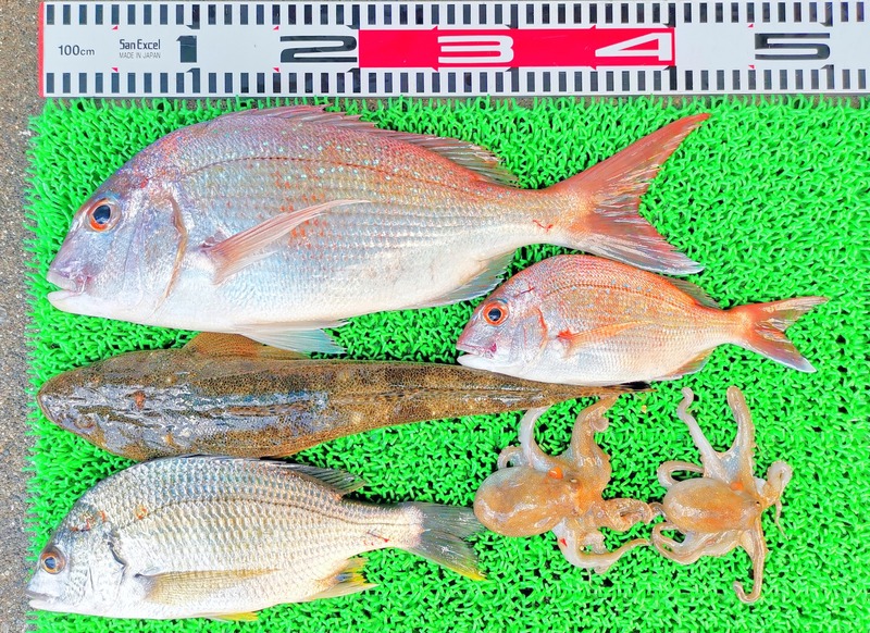 IMG_20250730_131246_edit_2596305152727