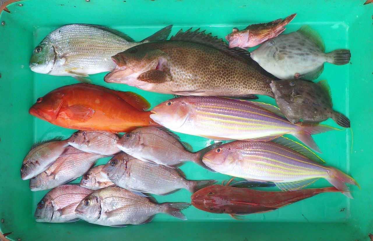 嫌われ者のエソやサメを美味しく食べる方法 竹村貸舟店 高知県 浦ノ内湾 宇佐 須崎市横浪半島沖の船釣り 釣果情報 ブログ 嫌われ者のエソやサメを美味しく食べる方法 竹村貸舟店 高知県 浦ノ内湾 宇佐 須崎市横浪半島沖の船釣り 釣果情報 ブログ