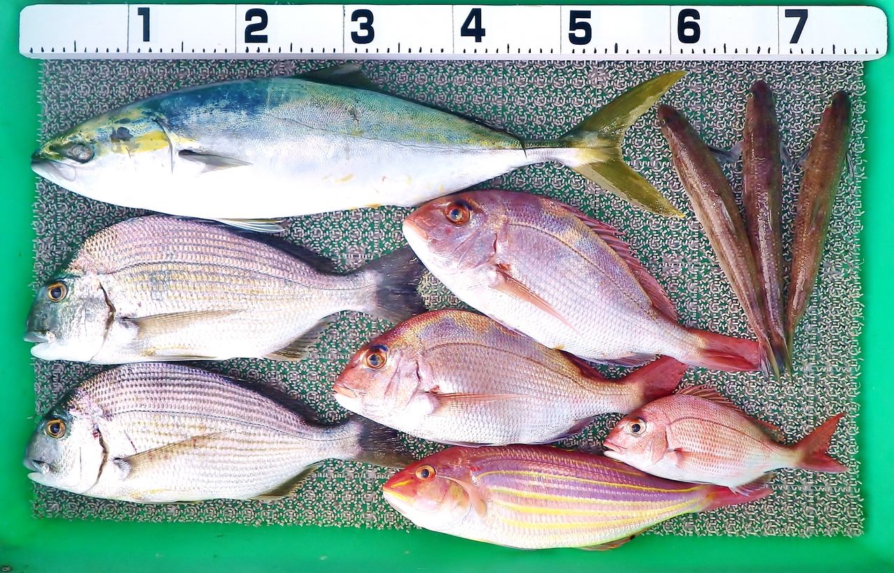 浦ノ内湾内はイシモチ祭り 船着き場はヒライソガニの遊び場に 竹村貸舟店 高知県 浦ノ内湾 宇佐 須崎市横浪半島沖の船釣り 釣果情報 ブログ