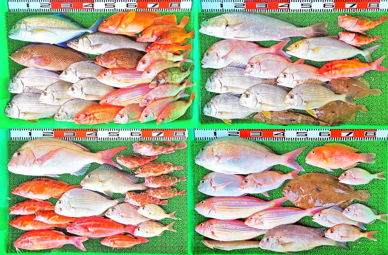 45cm綺麗な青いヒレの良型カスミアジ 青い斑点のテンジクガレイ 竹村貸舟店 高知県 浦ノ内湾 宇佐 須崎市横浪半島沖の船釣り 釣果情報 ブログ