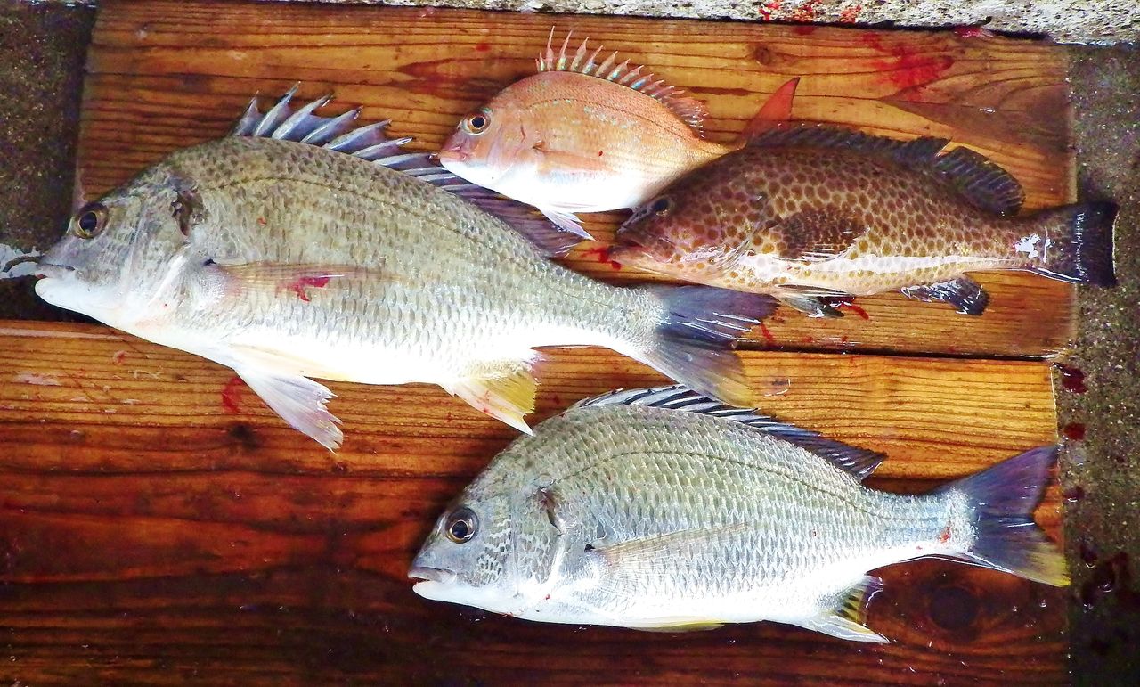雨の中でのチヌ釣り キス釣り 竹村貸舟店 高知県 浦ノ内湾 宇佐 須崎市横浪半島沖の船釣り 釣果情報 ブログ