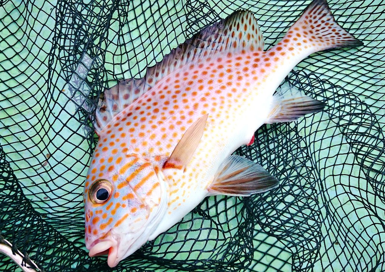 ハイカラ釣りでキロオーバーのチャイロマルハタやコロダイで強烈な引き楽しむ 竹村貸舟店 高知県 浦ノ内湾 宇佐 須崎市横浪半島沖の船釣り 釣果情報 ブログ