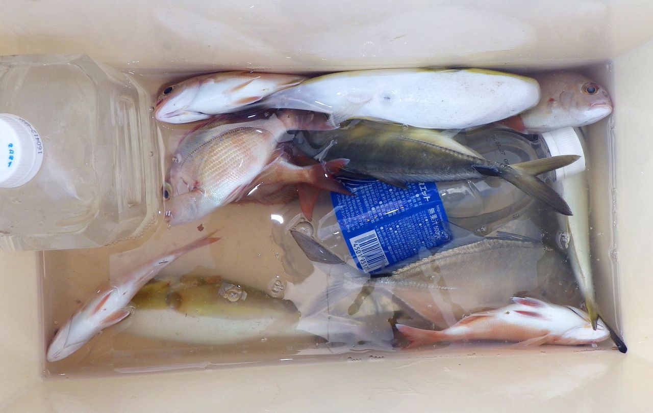 魚種が豊富な浦ノ内湾のエバの記録は50cm 1kg 竹村貸舟店 高知県 浦ノ内湾 宇佐 須崎市横浪半島沖の船釣り 釣果情報 ブログ