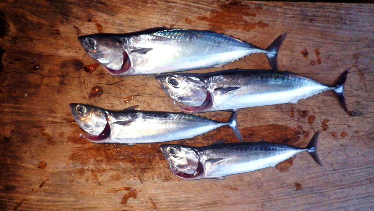 高知で大人気の季節の魚 モチモチのメジカの新子はブシュカンで食べると絶品 竹村貸舟店 高知県 浦ノ内湾 宇佐 須崎市横浪半島沖の船釣り 釣果情報 ブログ