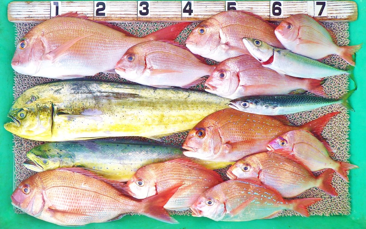 沖はマダイ クロダイ イシダイ サバ シイラなど魚種豊富 湾内はキス釣り外道に良型ヒラメ 竹村貸舟店 高知県 浦ノ内湾 宇佐 須崎市横浪半島沖の 船釣り 釣果情報 ブログ