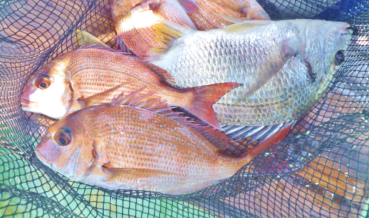 沖は鯛五目釣り 湾内はハイカラ釣りでマダイ ヒョウゴ キビレチヌ 竹村貸舟店 高知県 浦ノ内湾 宇佐 須崎市横浪半島沖の船釣り 釣果情報 ブログ