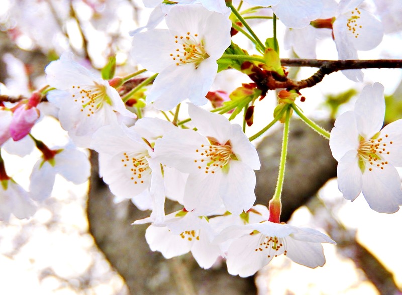 DSCN2242