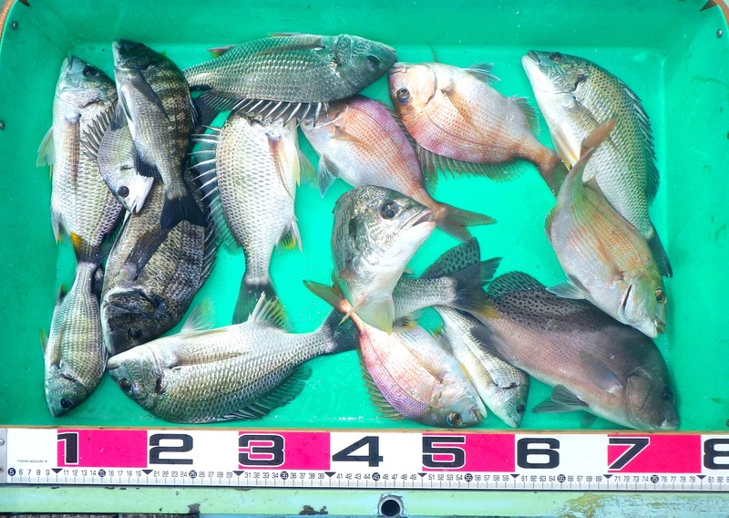 IMGP4494