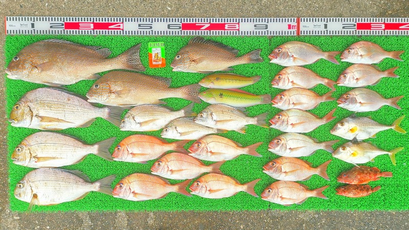 IMG_20220729_130212_edit_75915047395186