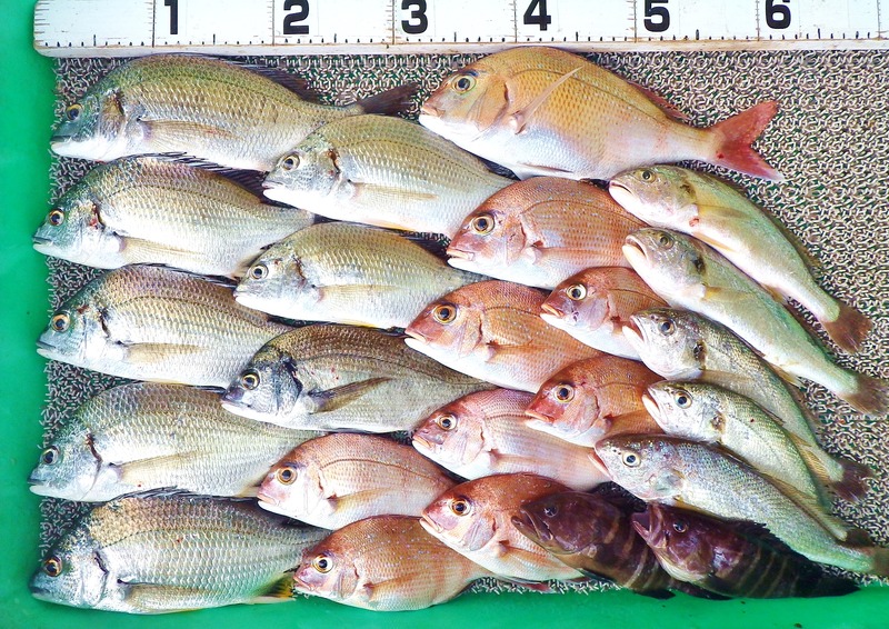 IMGP9555