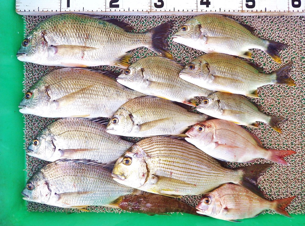 浦の内湾でのチヌ釣りは活きエビが効果絶大 竹村貸舟店 高知県 浦ノ内湾 宇佐 須崎市横浪半島沖の船釣り 釣果情報 ブログ 浦の内湾でのチヌ釣りは活きエビが効果絶大 竹村貸舟店 高知県 浦ノ内湾 宇佐 須崎市横浪半島沖の船釣り 釣果情報 ブログ