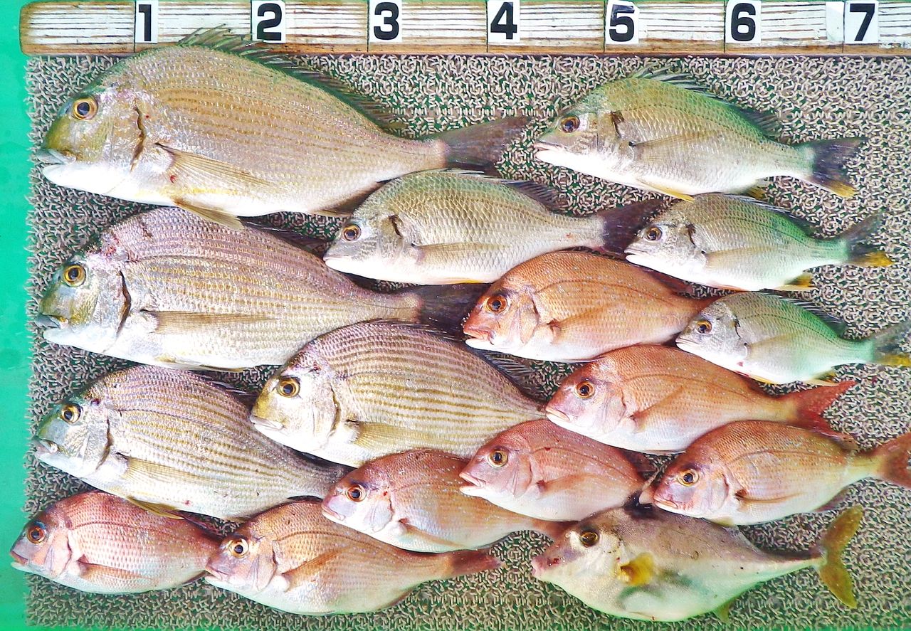 ハイカラ釣りでヒョウゴやチヌに天然の良型マダイも交じる 竹村貸舟店 高知県 浦ノ内湾 宇佐 須崎市横浪半島沖の船釣り 釣果情報 ブログ ハイカラ釣りでヒョウゴやチヌに天然の良型マダイも交じる 竹村貸舟店 高知県 浦ノ内湾 宇佐 須崎市横浪半島沖の船釣り 釣果情報 ブログ