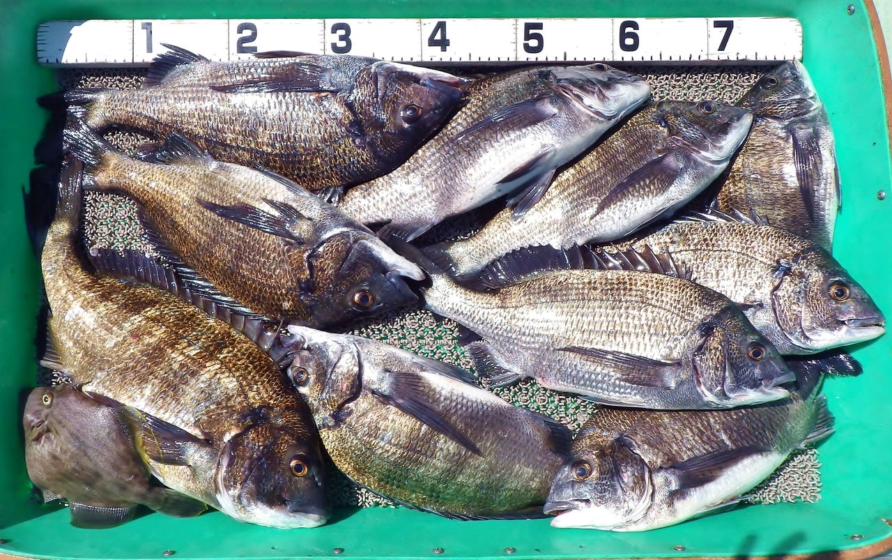 沖ではサビキ釣りでアジやイサキ ハイカラ釣りではノッコミ黒鯛 湾内では良型キスも 竹村貸舟店 高知県 浦ノ内湾 宇佐 須崎市横浪半島沖の船釣り 釣果情報 ブログ