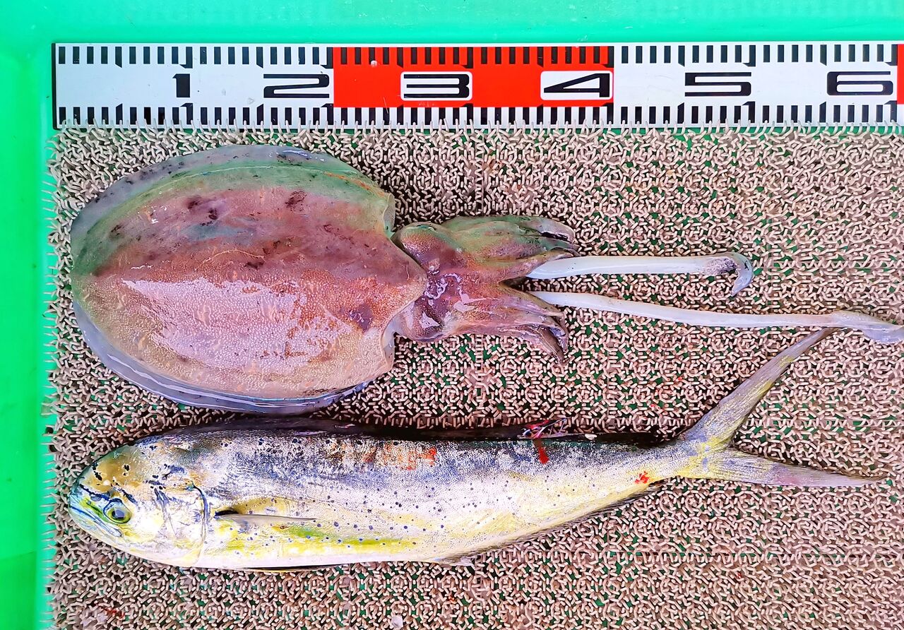 アジの泳がせ釣りでヒラメ オオニベ コウイカなど 竹村貸舟店 高知県 浦ノ内湾 宇佐 須崎市横浪半島沖の船釣り 釣果情報 ブログ アジの泳がせ釣りでヒラメ オオニベ コウイカなど 竹村貸舟店 高知県 浦ノ内湾 宇佐 須崎市横浪半島沖の船釣り 釣果情報 ブログ