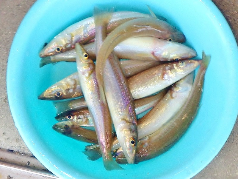 IMGP5885