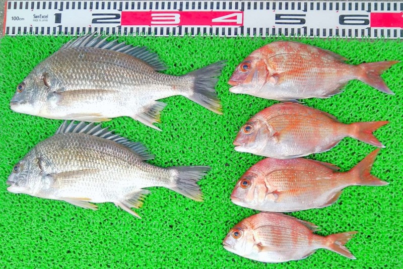 1658915279260_edit_967614900353394