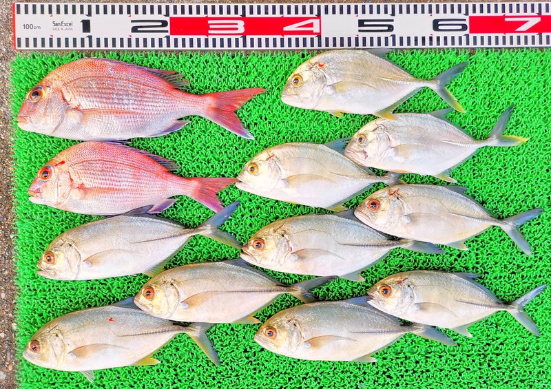 IMG_20241212_152030_edit_274143130715457