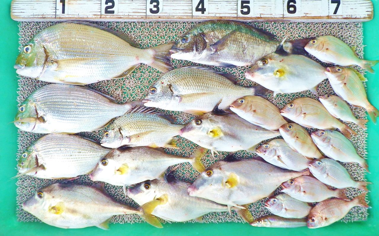 四日連続の湾内でメジカの新子と小潮でも良型ヒョウゴ 竹村貸舟店 高知県 浦ノ内湾 宇佐 須崎市横浪半島沖の船釣り 釣果情報 ブログ