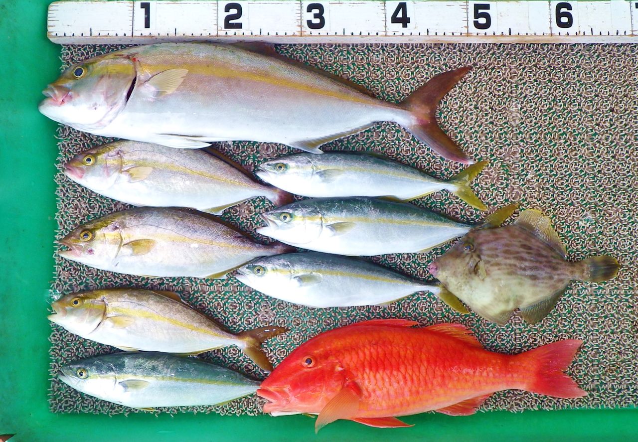 良型のネイリとハマチにキスゴもちょこっと 竹村貸舟店 高知県 浦ノ内湾 宇佐 須崎市横浪半島沖の船釣り 釣果情報 ブログ