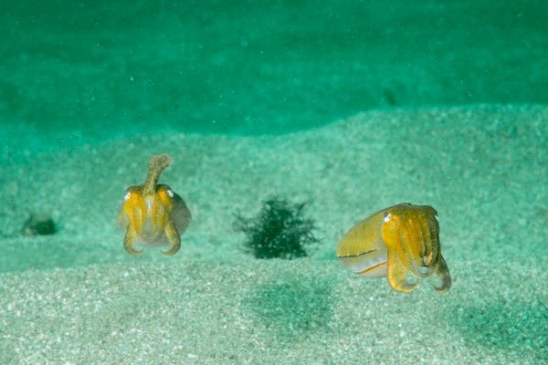 DSC_7740-1-600x400