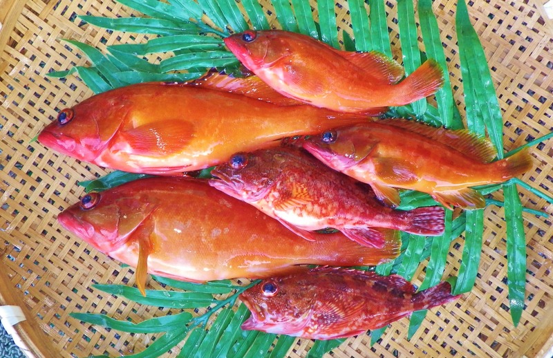 IMGP3966