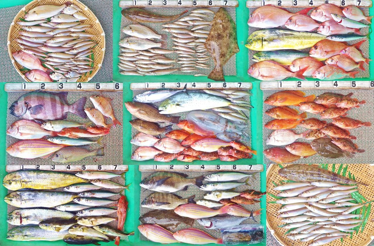 沖はマダイ クロダイ イシダイ サバ シイラなど魚種豊富 湾内はキス釣り外道に良型ヒラメ 竹村貸舟店 高知県 浦ノ内湾 宇佐 須崎市横浪半島沖の船釣り 釣果情報 ブログ 沖はマダイ クロダイ イシダイ サバ シイラなど魚種豊富 湾内はキス釣り外道に良型ヒラメ 竹村貸舟店 高知県 浦ノ内湾 宇佐 須崎市横浪半島沖の船釣り 釣果情報 ブログ