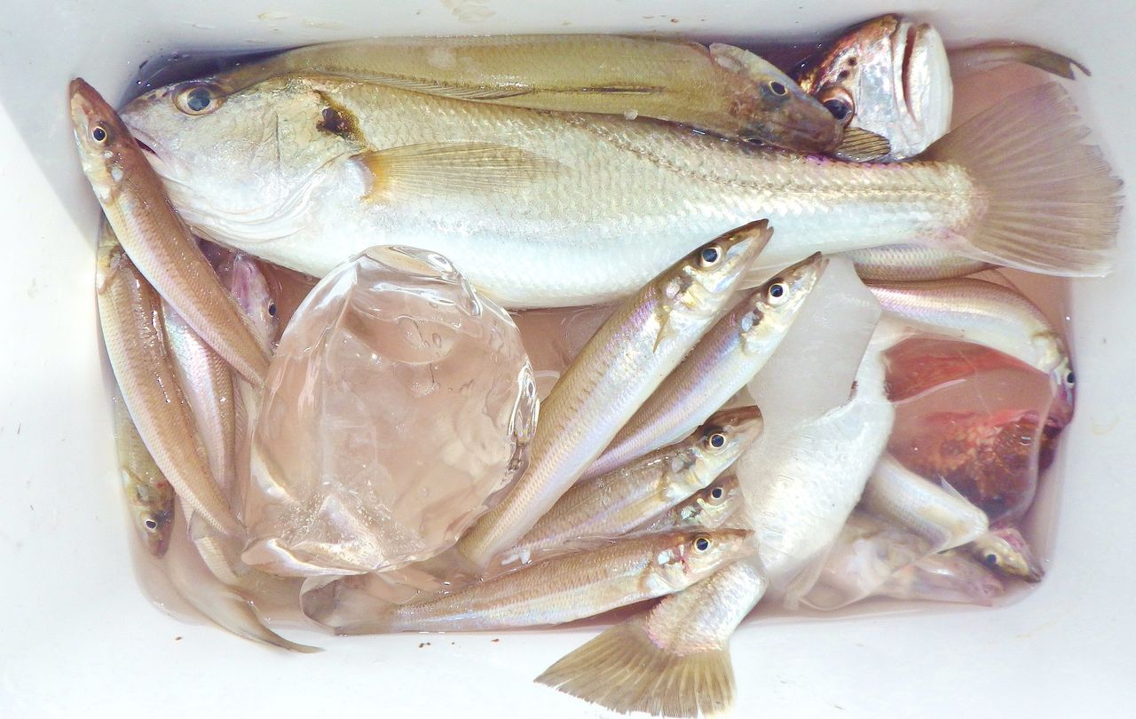 沖のウネリが高い日でも湾内は穏やかにキス釣り 竹村貸舟店 高知県 浦ノ内湾 宇佐 須崎市横浪半島沖の船釣り 釣果情報 ブログ