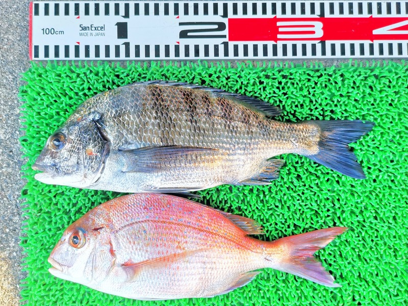 IMG_20251010_142958_edit_1727556311724409