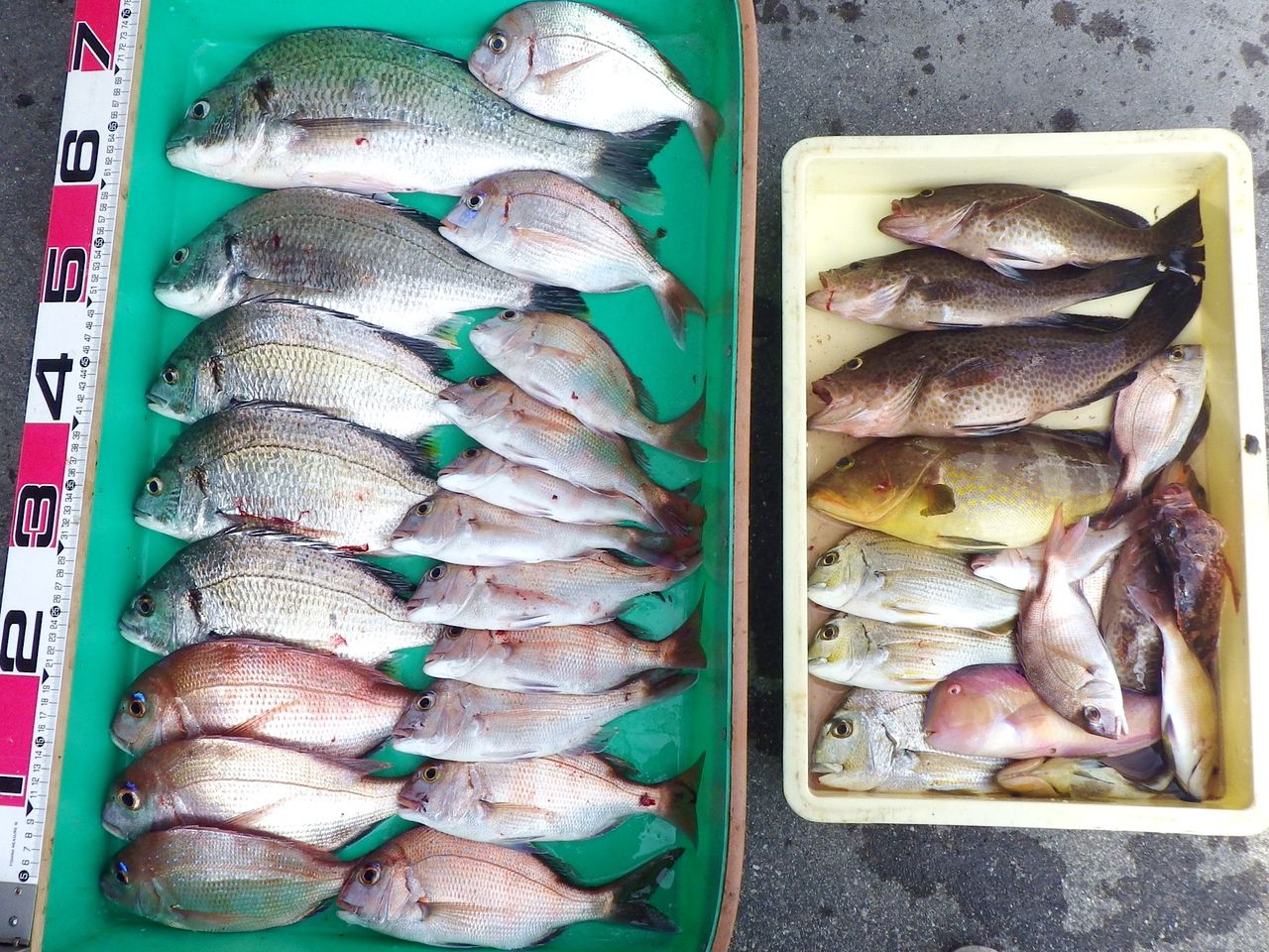 エサ取りに苦戦つつも粘り勝ちで釣果は上々 竹村貸舟店 高知県 浦ノ内湾 宇佐 須崎市横浪半島沖の船釣り 釣果情報 ブログ