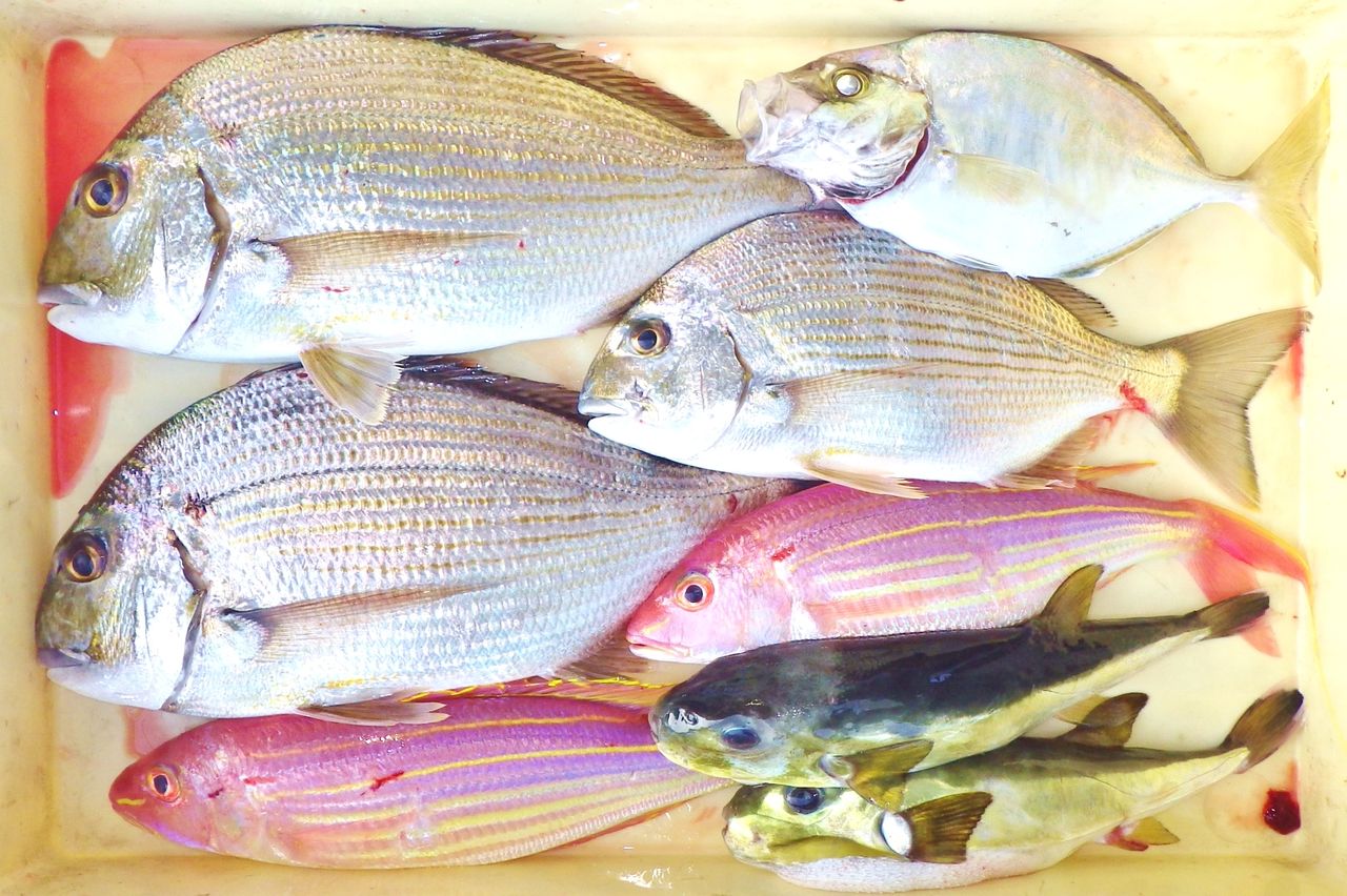 超高級魚シロアマダイ 良型真鯛 ブリ メジロ オオニベ 良型続出 竹村貸舟店 高知県 浦ノ内湾 宇佐 須崎市横浪半島沖の船釣り 釣果情報 ブログ