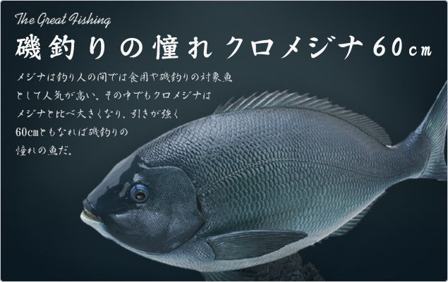 釣りファン必見 黒鯛やアオリイカのフィギュアが精巧すぎる 竹村貸舟店 高知県 浦ノ内湾 宇佐 須崎市横浪半島沖の船釣り 釣果情報 ブログ 釣りファン必見 黒鯛やアオリイカのフィギュアが精巧すぎる 竹村貸舟店 高知県 浦ノ内湾 宇佐 須崎市横浪半島沖の船釣り 釣果情報 ブログ