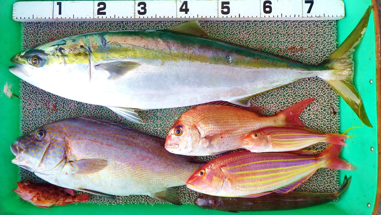 一時間の激闘で92cm 7kgのブリを釣り上げる 竹村貸舟店 高知県 浦ノ内湾 宇佐 須崎市横浪半島沖の船釣り 釣果情報 ブログ