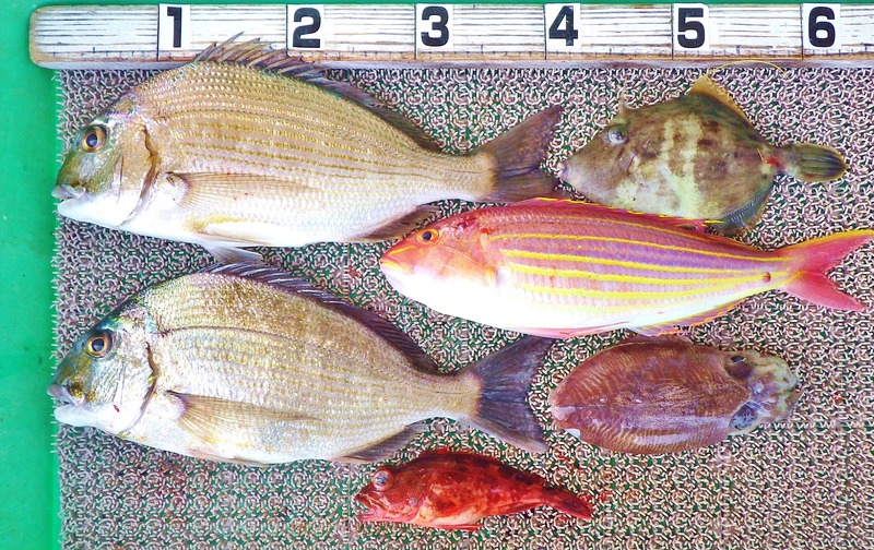 IMGP3206