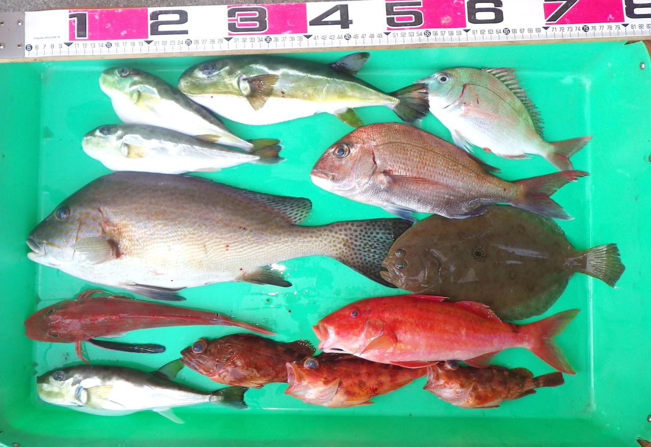 鱧 ハモ 釣れちゃった 竹村貸舟店 高知県 浦ノ内湾 宇佐 須崎市横浪半島沖の船釣り 釣果情報 ブログ 鱧 ハモ 釣れちゃった 竹村貸舟店 高知県 浦ノ内湾 宇佐 須崎市横浪半島沖の船釣り 釣果情報 ブログ