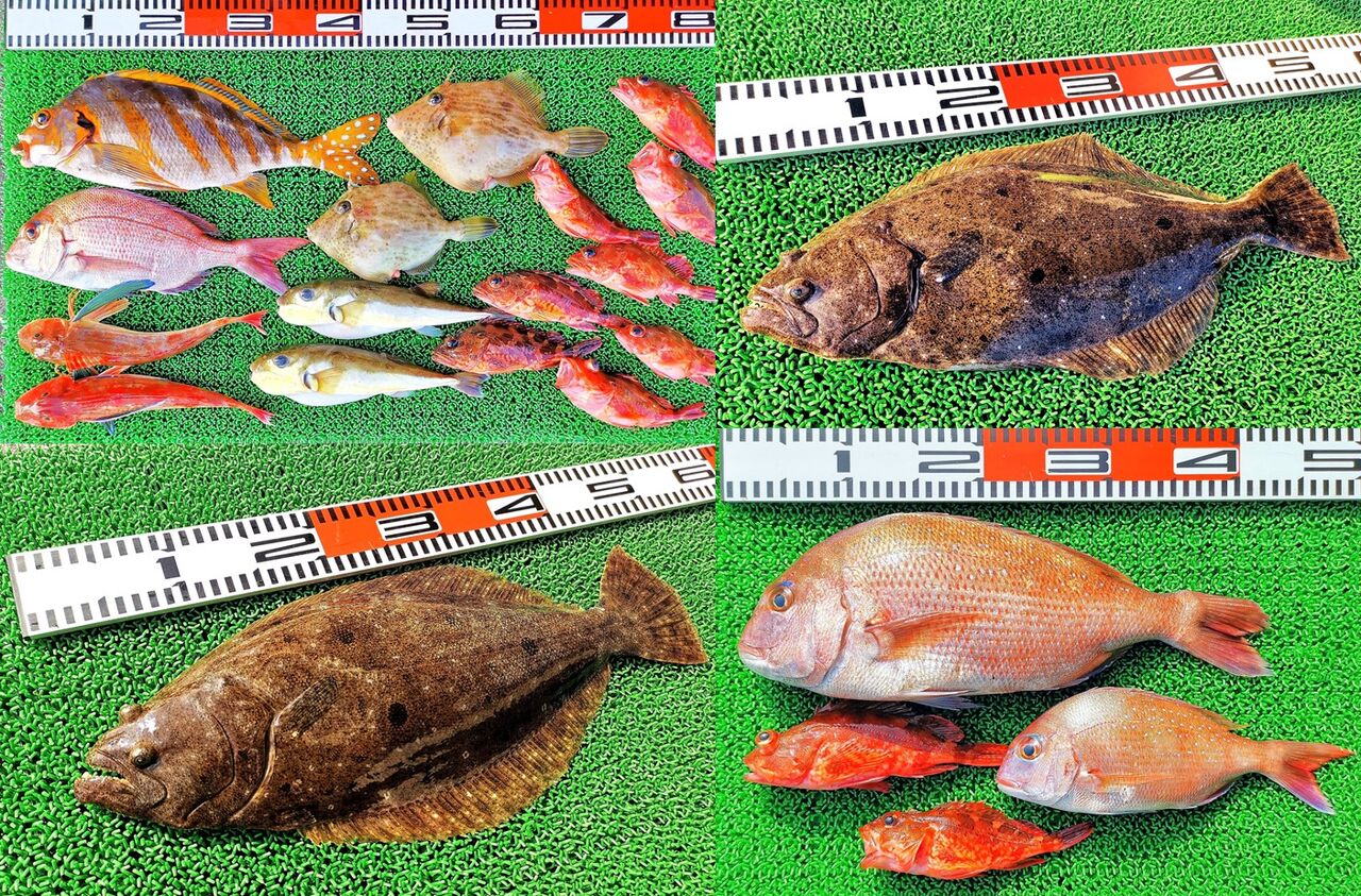 アジの泳がせ釣りでヒラメ2匹 前アタリは最長5分待ち 竹村貸舟店 高知県 浦ノ内湾 宇佐 須崎市横浪半島沖の船釣り 釣果情報 ブログ アジの泳がせ釣りでヒラメ2匹 前アタリは最長5分待ち 竹村貸舟店 高知県 浦ノ内湾 宇佐 須崎市横浪半島沖の船釣り 釣果情報 ブログ